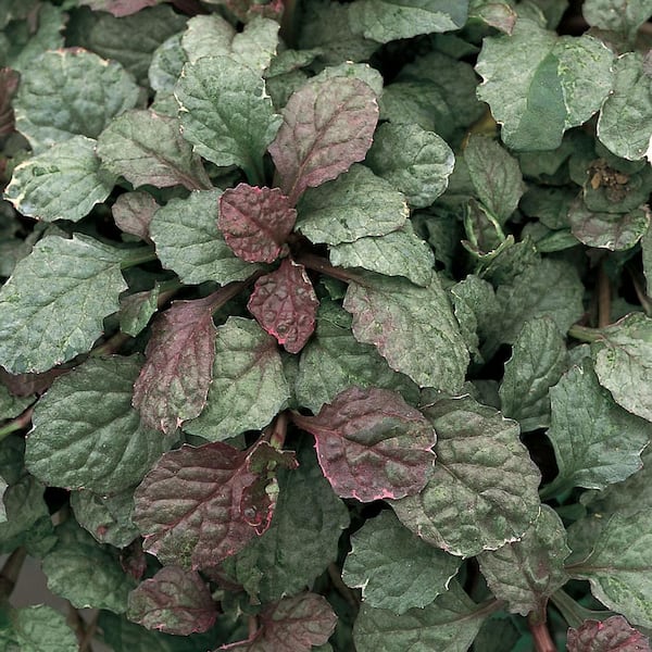 ALTMAN PLANTS 1-Pint Renick Bugleweed Plant