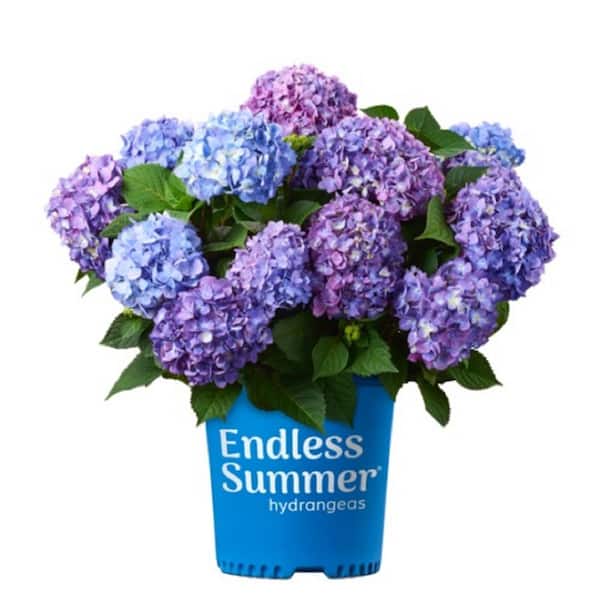Image of Home Depot Endless Summer Hydrangea with blue flowers