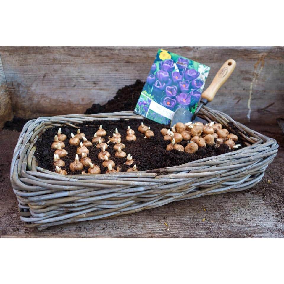 Heart-Shaped Black Boron Steel Potting Trowel with Ash Wood Handle
