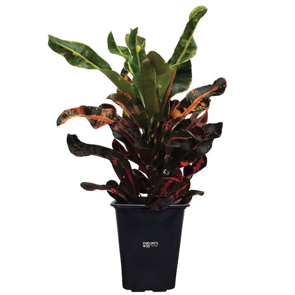NATURE'S WAY FARMS 2 qt. Mamey Croton Tropical Houseplant in Grower Pot  (1-Pack) 1225 - The Home Depot