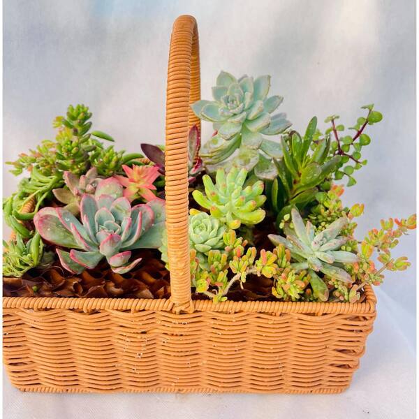 11 in. x 7 in. Large Wicker Soilless Succulent Plant Flower Basket