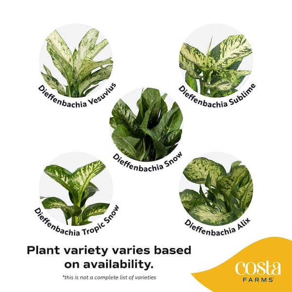 Costa Farms Dieffenbachia Indoor Plant in 6 in. Self-Watering Decor  Planter, Average Shipping Height 1-2 ft. Tall CO.DF06.3.CYL - The Home Depot