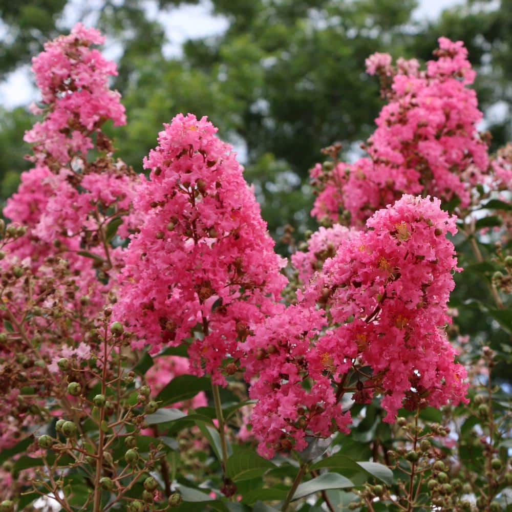 Miami Pink Flowering Deciduous Crepe Myrtle Shrub, 3 Gallon