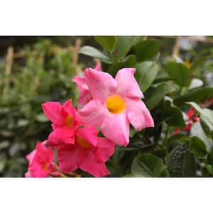 Pink Premium Mandevilla Outdoor Plant in 1.5 pt. Grower Pot, Avg. Shipping Height 1 ft. Tall (4-Pack)