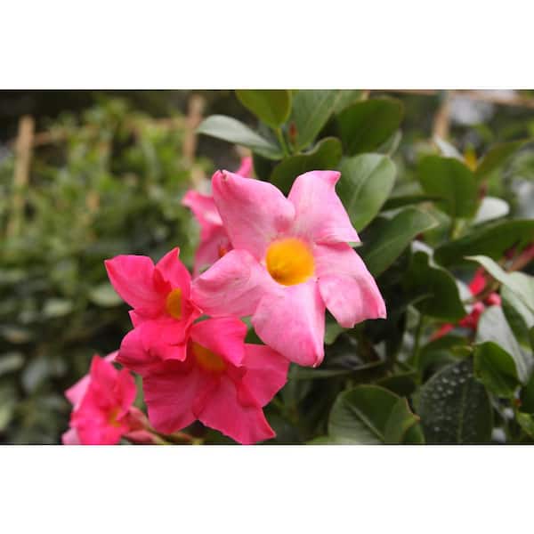 Costa Farms Pink Premium Mandevilla Outdoor Plant in 1.5 pt. Grower Pot, Avg. Shipping Height 1 ft. Tall (4-Pack)
