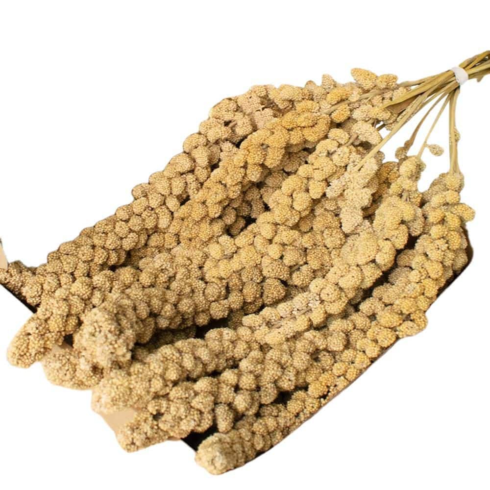 Natural Sun-Dried 1LB Spray Millet Treat for Small Birds Cockatiel Budgie Finches Parrots Hamsters Snack (1-Pack) price history on PriceWatchPro