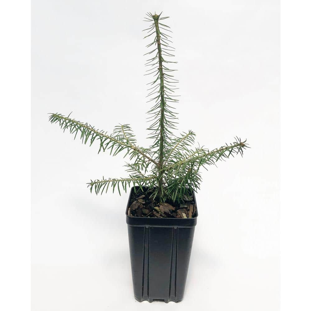 Balsam Fir Potted Evergreen Tree