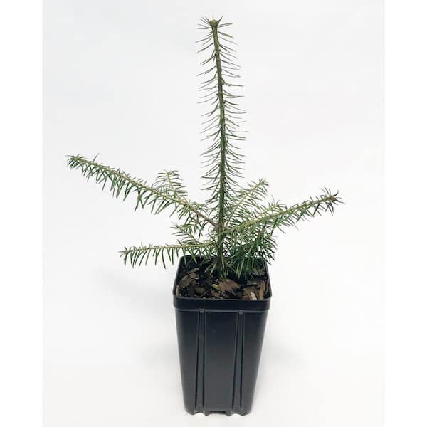 Unbranded Balsam Fir Potted Evergreen Tree