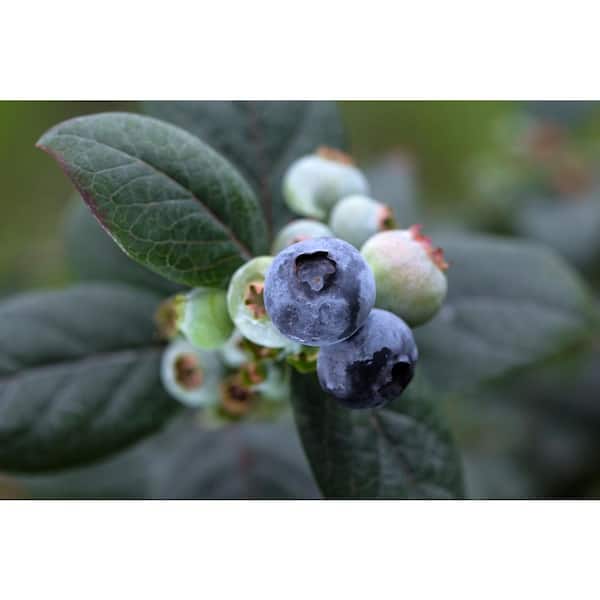 BUSHEL AND BERRY 2 Gal. Bushel and Berry Pink Icing Blueberry Live Plant with Large, Robust Flavored Berries