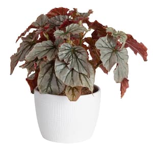 Trending Tropicals Assorted Begonia Plant in 6 in. White Ceramic Pot