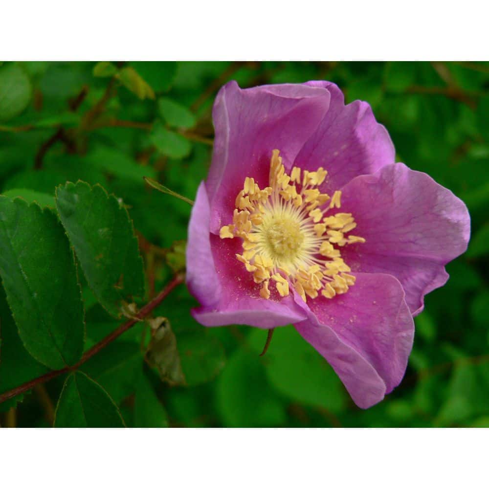 Online Orchards 1 gal. Nootka Rose Flowering Native Shrub with