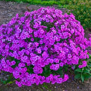 Cloudburst Garden Phlox, Live Bareroot Perennial Plant, Violet Flowers (1-Pack)