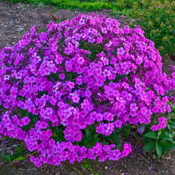Spring Hill Nurseries Cloudburst Garden Phlox, Live Bareroot Perennial Plant, Violet Flowers (1-Pack)
