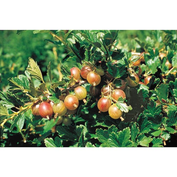 Gurney's Red Lake Currant Bush Dormant Bare Root Fruit Bearing Starter Plant (1-Pack)