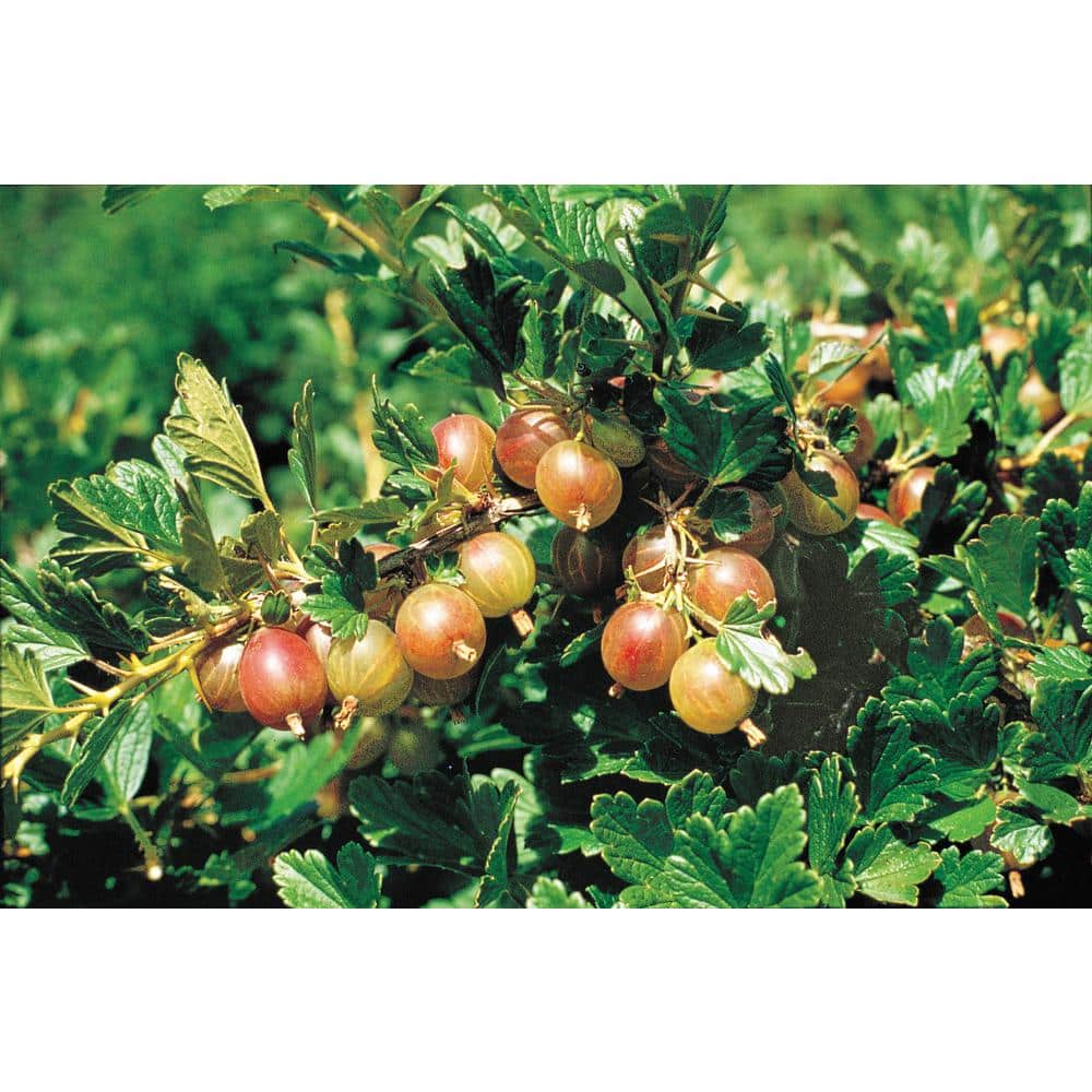 gurney-s-4-in-pot-pixwell-gooseberry-ribes-live-fruiting-plant-white