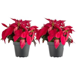6 in. Holiday Live Indoor Poinsettia in Grow Pot (2-Pack)