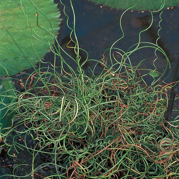 Unbranded 4.25 in. Juncus Spiralis Ornamental Grass