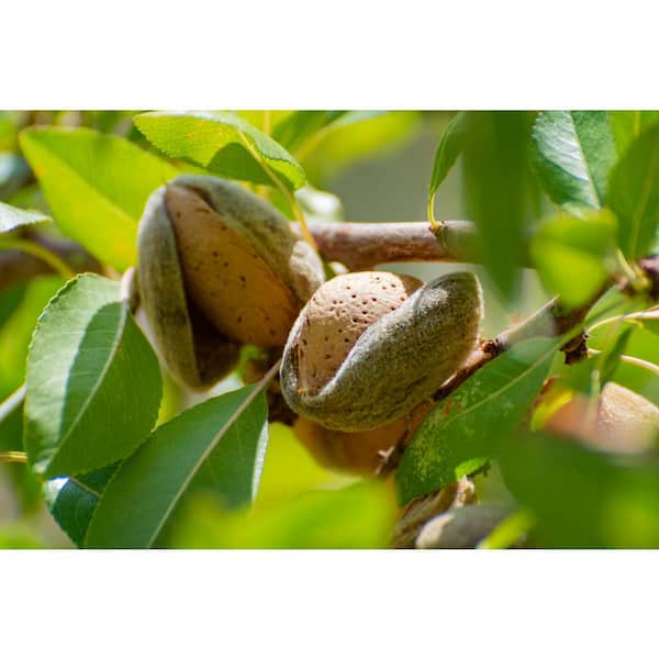 Online Orchards 3 ft. Texas Mission Almond Tree