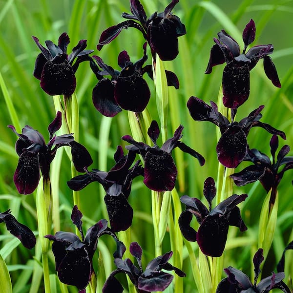 VAN ZYVERDEN Iris Black Chrysographes (Set of 3 Bulbs) 83656 - The