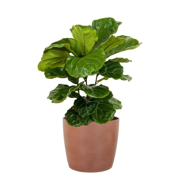 United Nursery Fiddle Leaf Fig Ficus Lyrata Bush Live Indoor Outdoor Plant in 10 inch Premium Sustainable Ecopots Terracotta Pot
