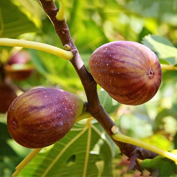 7 Gal. Brown Turkey Deciduous Fig Plant