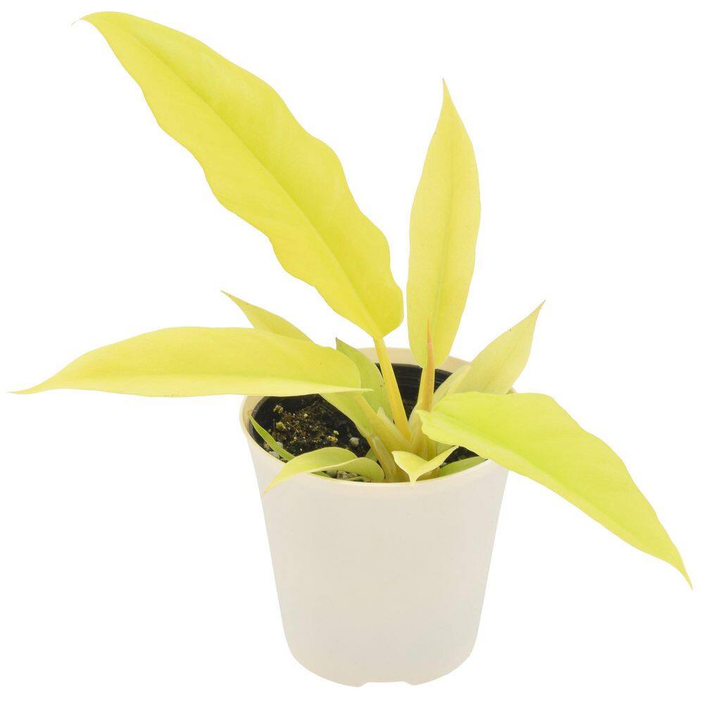4 in. Philodendron Golden Crocodile Live Indoor Plant in Beige Plastic Pot Cover Planter price history on PriceWatchPro