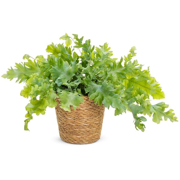 Phlebodium Fern living lace Davana Indoor Plant in 7 in. Jute Wicker Container