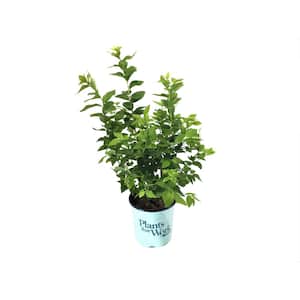Highbush Blueberry (Vaccinium) Jersey Plant