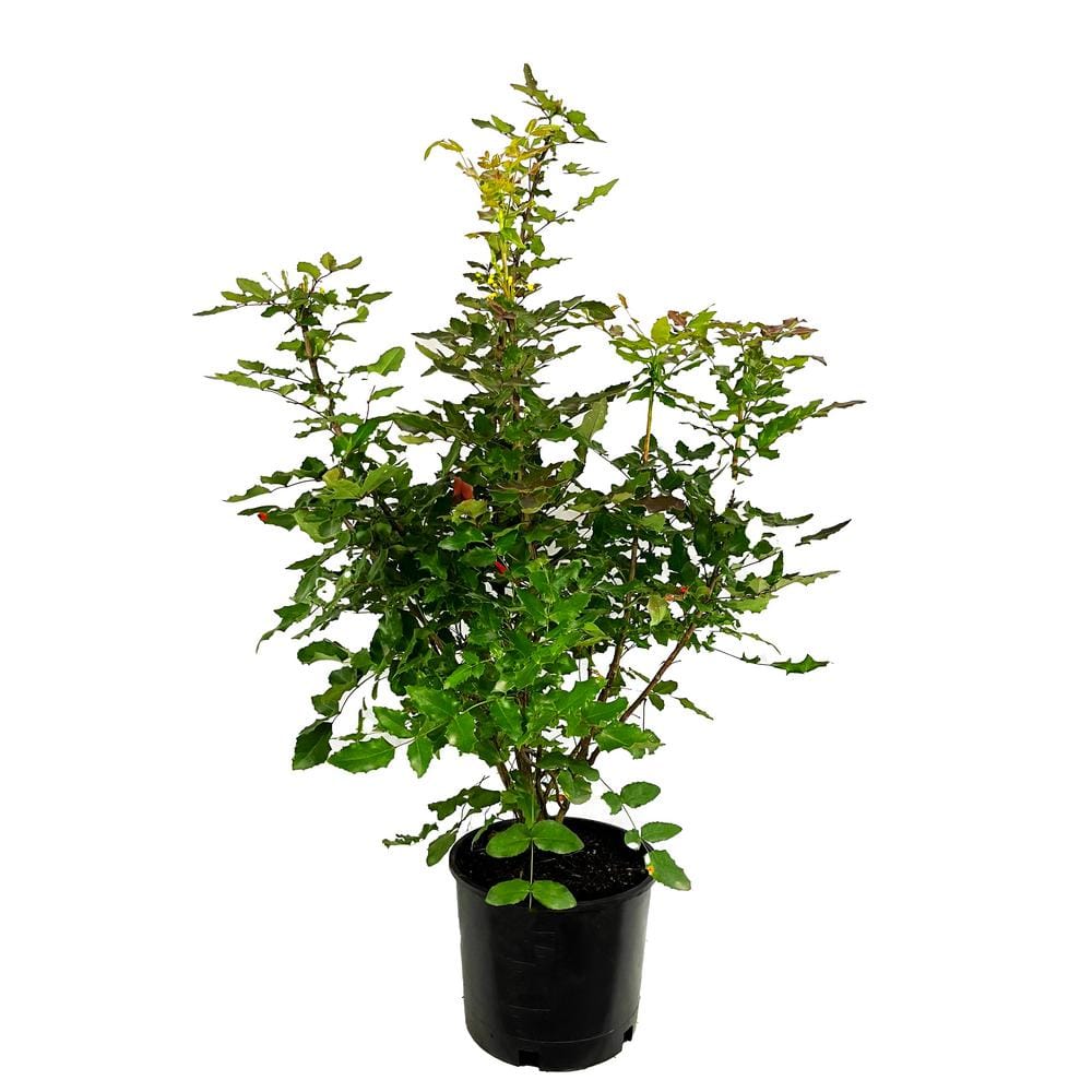 2.25 Gal. Oregon Grape Live Shrub with Yellow Flowers and Deep, Blue ...