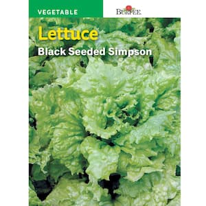 Lettuce Black-Seeded Simpson Seed