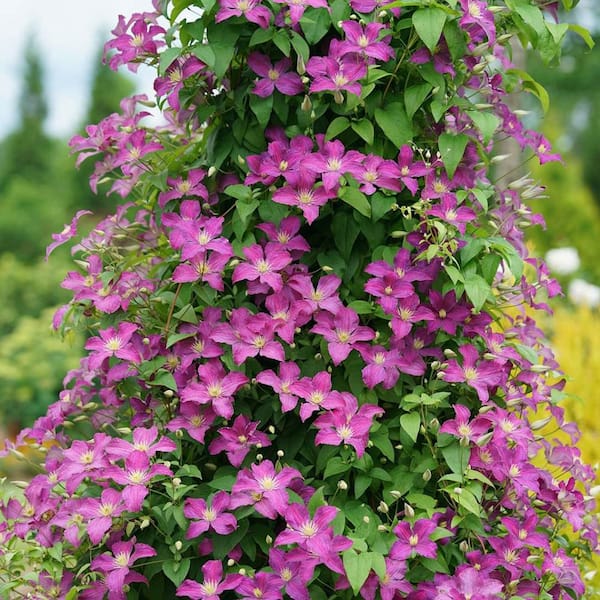 2.5 Qt. Clematis Plant in 6.3 in. Grower's Pot