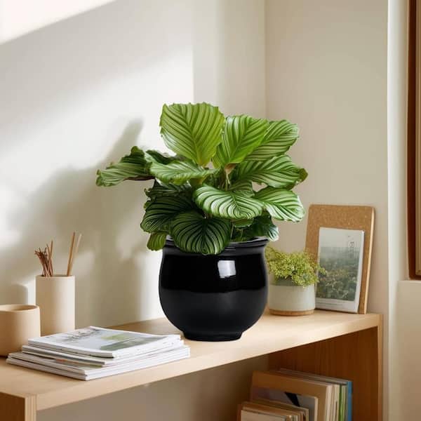 6 Inch Black Self Watering Ceramic African Violet Pot with