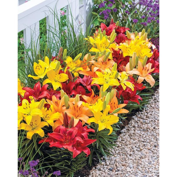 Breck's Asiatic Lily Dwarf Varieties Mix (15-Pack)