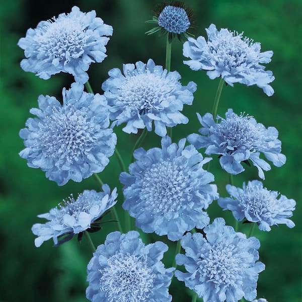 Spring Hill Nurseries Butterfly Blue Pincushion (Scabiosa) Blue Live Bareroot Flowering Perennial Plant (3-Pack)