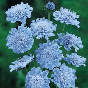 Butterfly Blue Pincushion Dormant Bare Root Perennial Starter Plant (1-Pack)