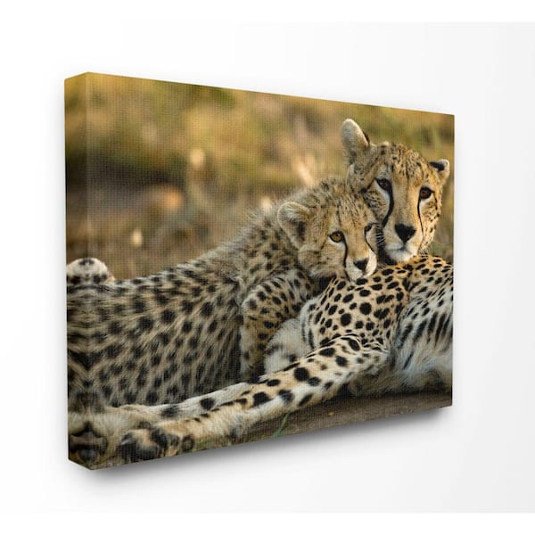 Stupell Industries 16 in. x 20 in. "Cheetah Family Mother with Cub" by Joe McDonald / DanitaDelimont.com Canvas Wall Art