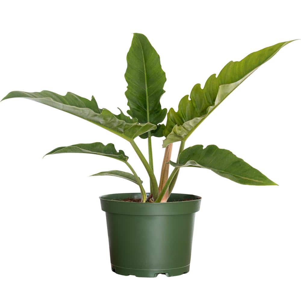 philodendron erde Aroid Mix, Monstera Erde, Philodendron Erde, Anthurium Erde, torffrei –  PlantMe