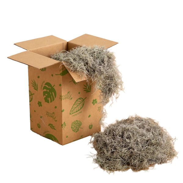 18 in. Green Preserved Natural Spanish Moss (30 sq. ft.)