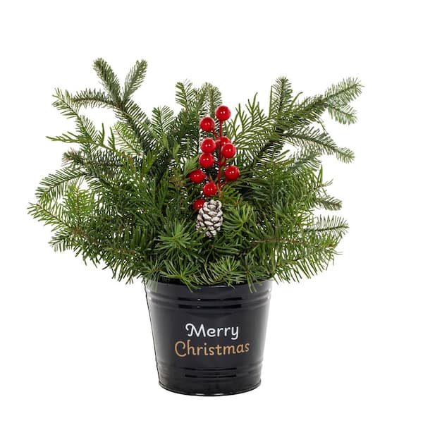 5 in. Fresh Cut Holiday Greens in Tin Bucket