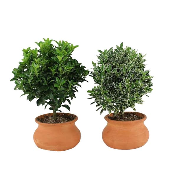 Unbranded 4 in. Clay Washpot Euonymus Green and Variegated Pair