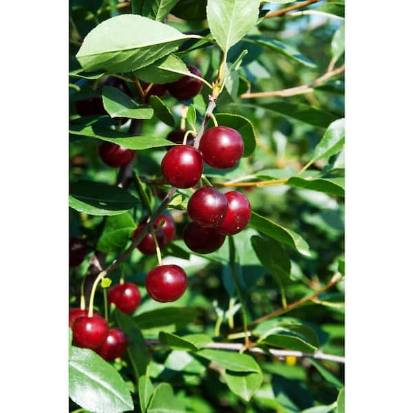 Gurney's 4 in. Juliet Dwarf Bush Cherry Prunus Live Fruiting Tree (1-Pack)