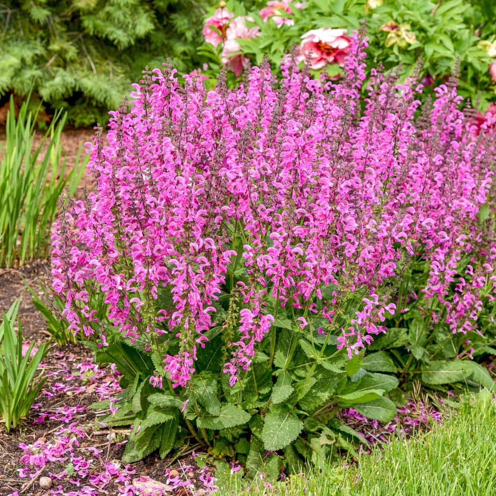1 Gal. Pot, Moulin Rouge Salvia Potted Flowering Perennial Plant (1-Pack) price history on PriceWatchPro