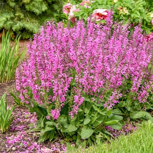 2.50 Qt. Pot, Moulin Rouge Salvia Potted Flowering Perennial Plant (1-Pack)