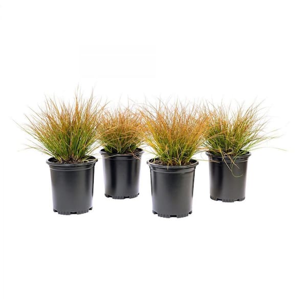 Alder & Oak #1 Container Orange Sedge Grass (4-Pack) CATE01 - The Home ...