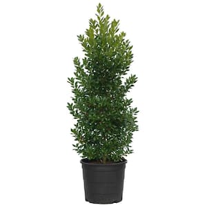 15 Gal. Fragrant Tea Olive Live Shrub 8250615 - The Home Depot