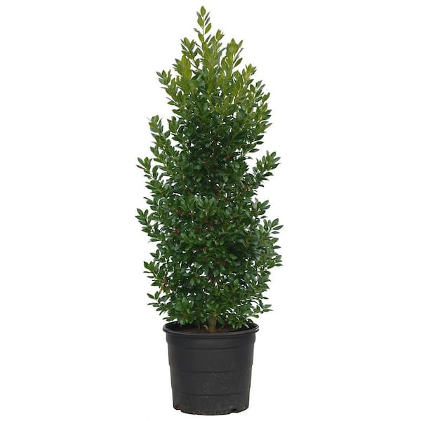 15 Gal. Nellie R. Stevens Holly Live Shrub