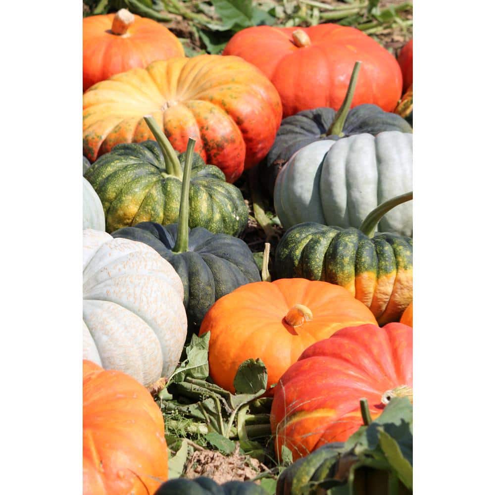 Heirloom Pumpkin 768986600361 - The Home Depot
