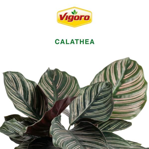 calathea orbifolia katze Calathea Orbifolia