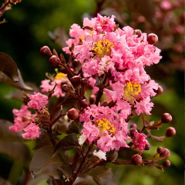 Southern Living Plant Collection 7 Gal. Delta Jazz Crapemyrtle, Live Deciduous Shrub/Tree, Burgundy Foliage, Bright-Pink Blooming