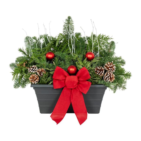 2 Gal. 15 In. Traditional Red Holiday Greenery Arrangements in Decorative Window Box with Mixed Cut Greens Live Plant